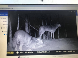 Maine hunting: thrill of a lifetime!